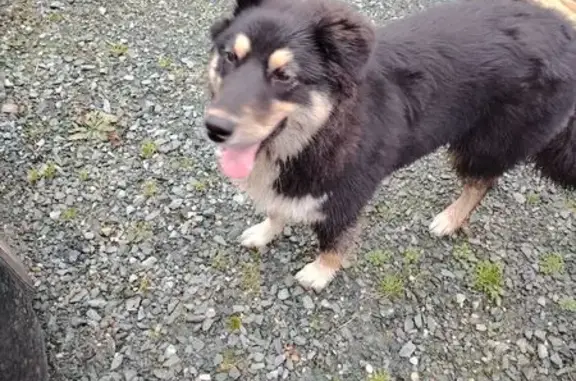 Chien trouvé Riaillé, photo: Chien trouvé à Riaillé, secteur C 11