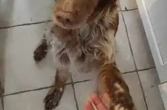Chien trouvé , photo: Épagneul mâle trouvé à Maisnières