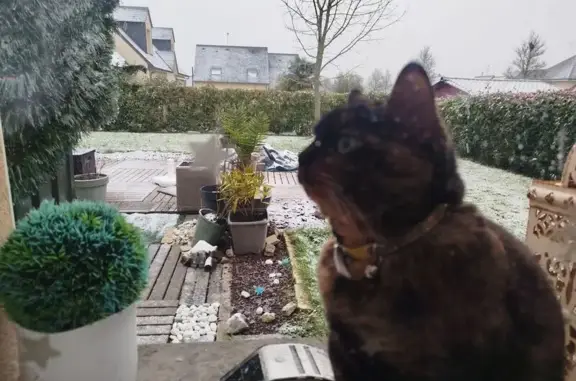 Chatte écaille perdue à Martigné-sur-Mayenne - photo