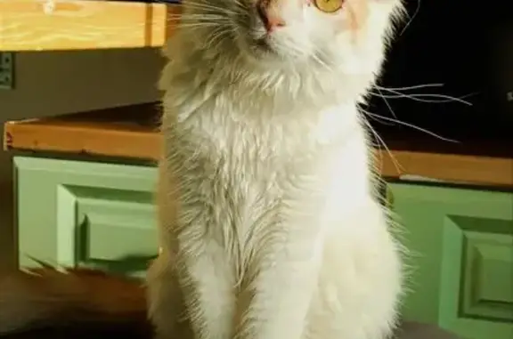 Animaux perdus Romans-sur-Isère, photo: Chat mâle 6 mois perdu, blanc/roux, Romans