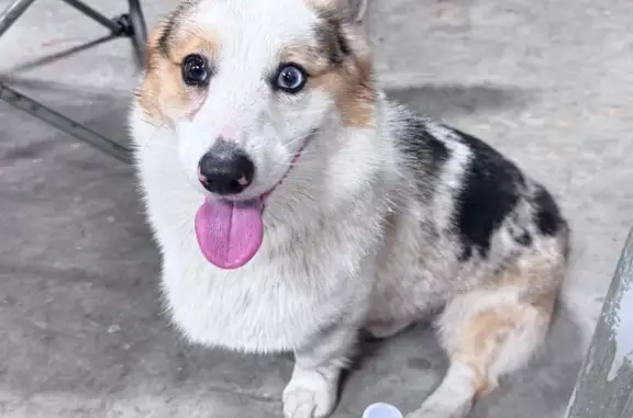 Found: Pembroke Corgi in Miami - Call Now!