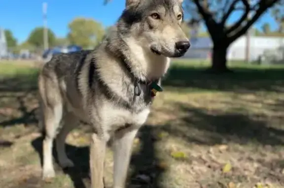 Help Find Danger: Lost Grey Wolf in AR!