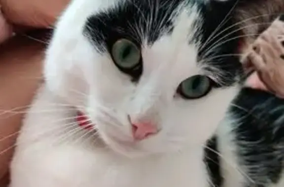 Chat européen perdu, noir et blanc, Limoges - photo