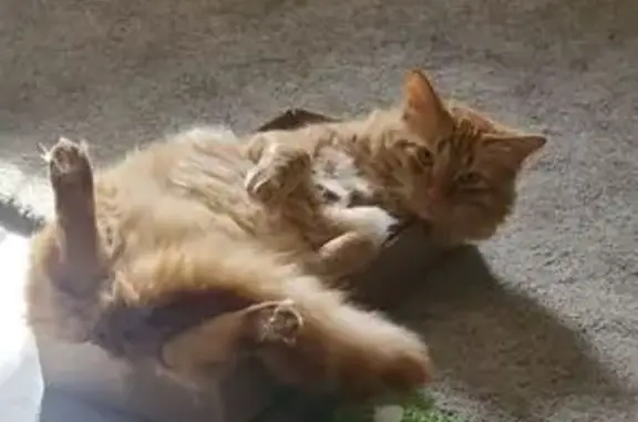 Lost Orange Tabby Cat in Payson, Utah