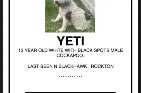 Lost Cockapoo: Yeti, Green Collar, Call Now!