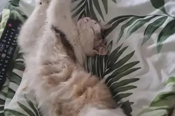 Animaux perdus Lucé, photo: Chat blanc angora perdu à Lucé