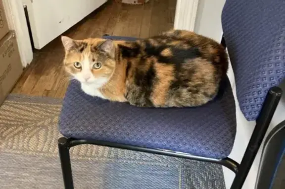 Lost Calico Cat on Sycamore Lane