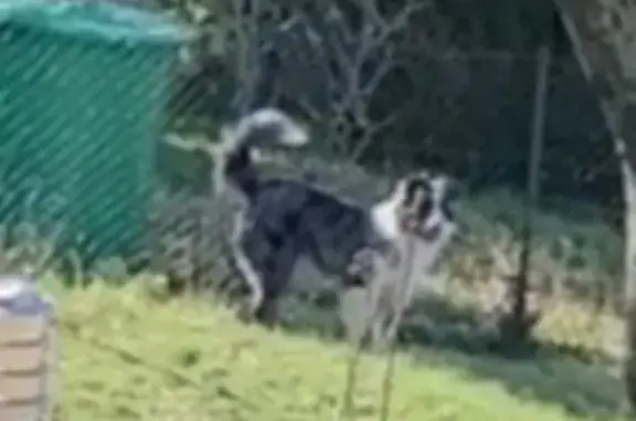 Chien errant trouvé à Beauvais - photo