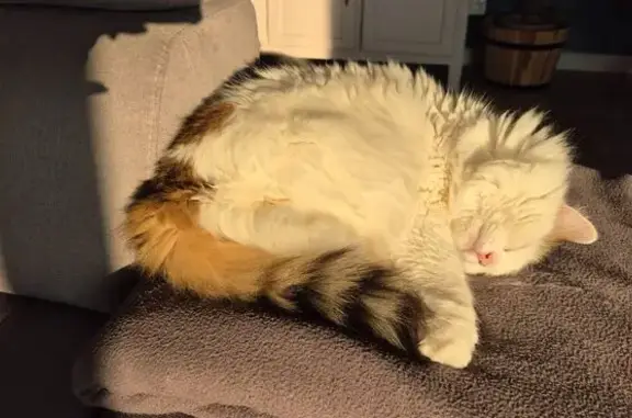 Chat perdu, , photo: Chat perdu : Angora blanc/gris, 12 ans