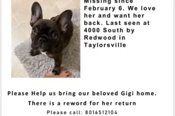 Lost French Bulldog in Salt Lake City