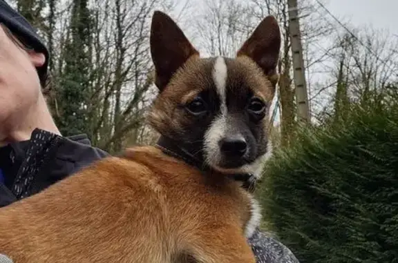 Chien trouvé Saint-Augustin, photo: Chien mâle trouvé à Saint-Augustin
