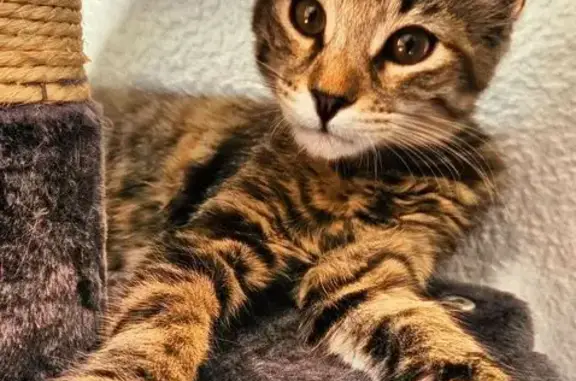 Chat perdu, Megève, photo: Chatte tigrée disparue à Megève, tatouée