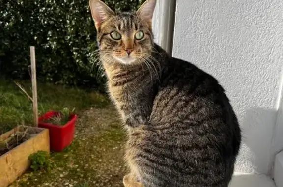 Chat perdu, Saint-Avertin, photo: Chat tigré mâle disparu à Saint-Avertin