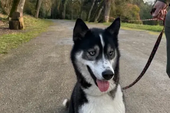 Husky femelle perdue à Nérac - photo