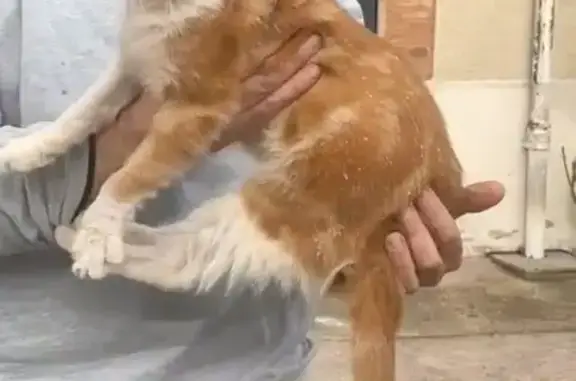 Animaux trouvés , photo: Chat roux trouvé en détresse à Hautvillers