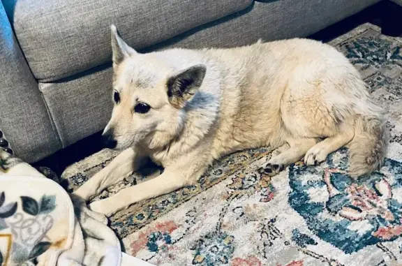 Rescued German Shepherd Finds Forever Home