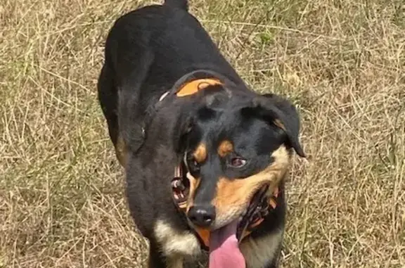 Chien perdu , photo : Beauceron-Labrador perdu à Hambers