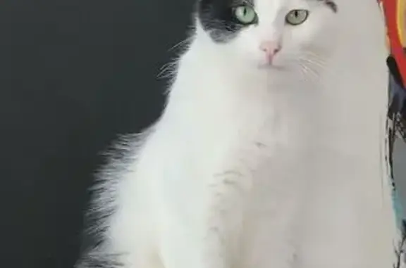 Chat trouvé , photo: Chat perdu, très craintif à Saint-Thégonnec
