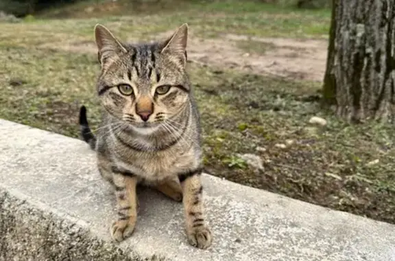 Chat tigré trouvé à Soyons - photo
