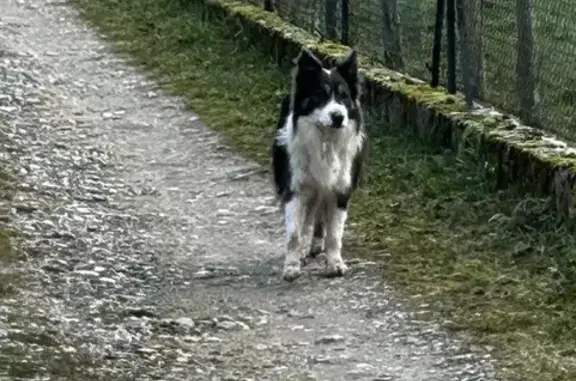 Chien trouvé , photo: Border collie noir et blanc trouvé à Vézeronce
