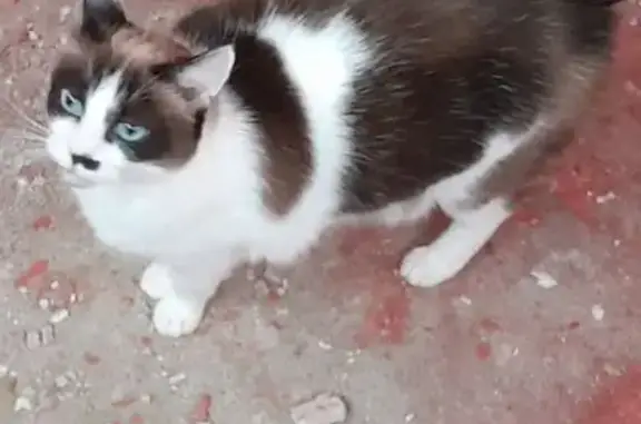 Animaux perdus Nîmes, photo: Chatte Zélia disparue à Nîmes, rue Carmen