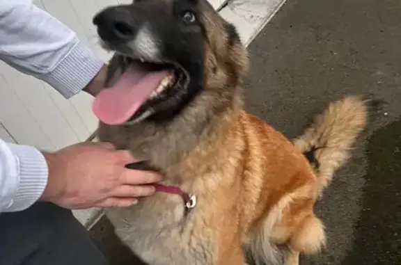 Chien trouvé Niort, photo: Chienne malinois trouvée à Niort