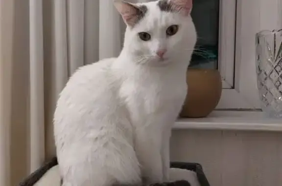 Missing Cat: White with Black Patches