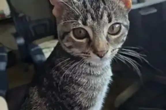 Lost 2-Month-Old Grey Tabby in Port Richey