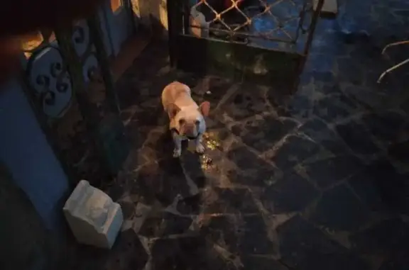 Chiens trouvés : croisé golden et bouledogue - photo