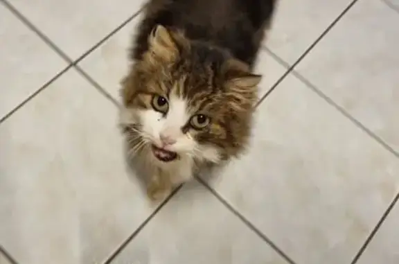 Chat trouvé , photo: Chatte tigrée angora sociable trouvée