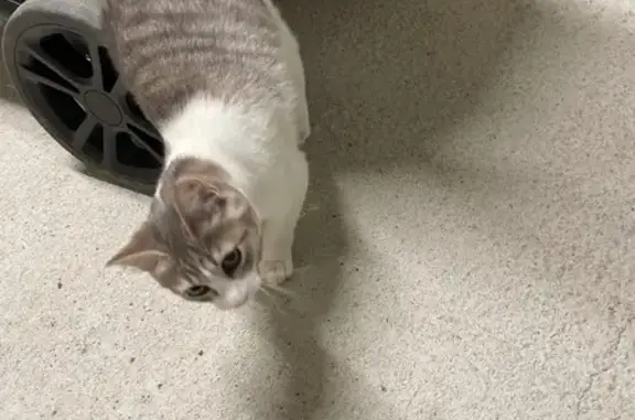 Chat trouvé Challans, photo: Chaton câlin trouvé, queue blessée, Challans