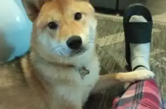 Chien perdu , photo : Urgent : Shiba Inu perdu au Havre