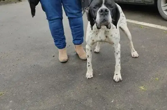 Chien trouvé à Neuvillalais, recherche propriétaire - photo