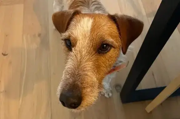 Chien trouvé Sainte-Gemmes-sur-Loire, photo: Chien mâle jeune trouvé Rue des Roses