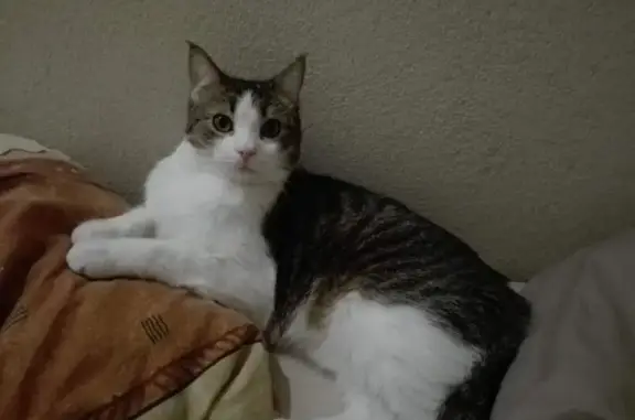 Animaux perdus Valréas, photo: Chat tigré Filou perdu à Valréas