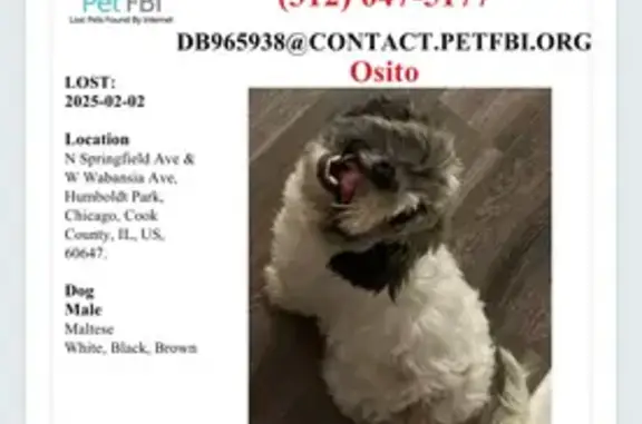 Lost Maltese Mix: Osito on Springfield Ave