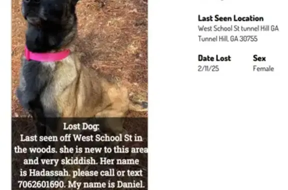 Missing Skittish Malinois in Tunnel Hill