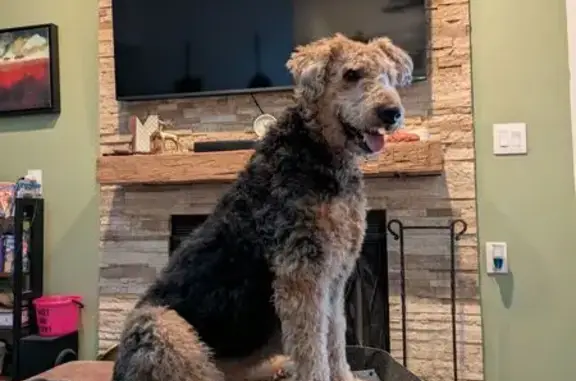 Found Airedale Terrier on Main St, Hilliard