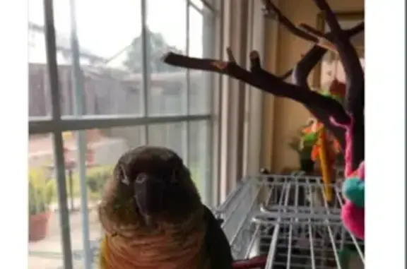 Lost Green Cheek Conure: Help...