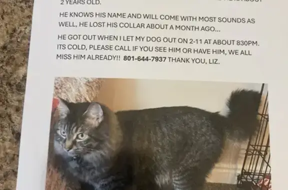 Lost 2-Year-Old Tabby in West Point