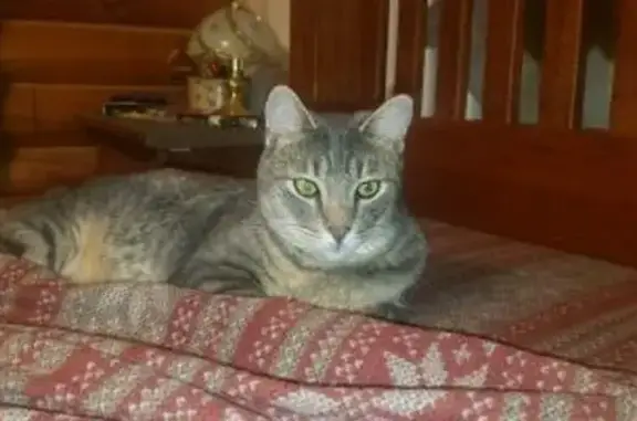 Help Find Stumpy: Missing Grey Cat