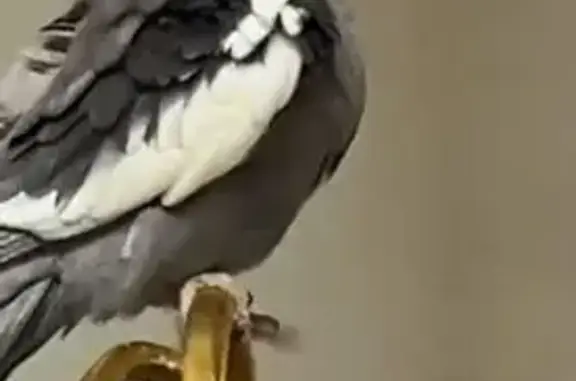 Lost Gray Cockatiel on Jenks A...