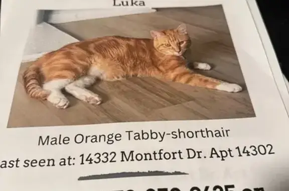 Missing Cat: Luka, Orange & White Paws