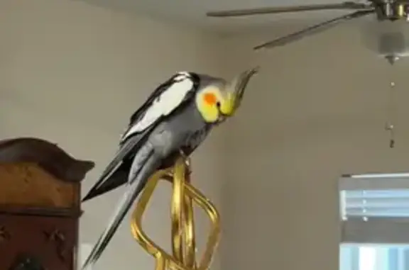 Lost Cockatiel: Jenks Ave, Pan...