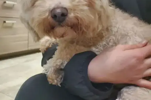 Chien trouvé Rosny-sur-Seine, photo: Chien beige trouvé à Rosny-sur-Seine