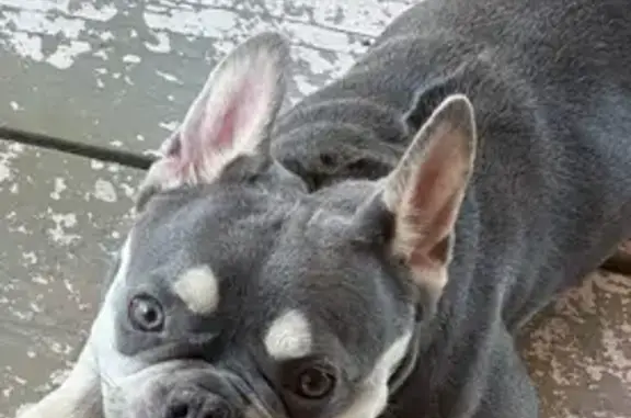 Help Find Lucy: Lost French Bulldog!