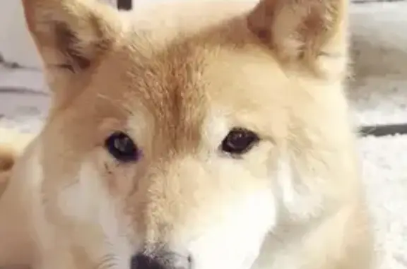 Shiba femelle 15 ans disparue à Richebourg - photo
