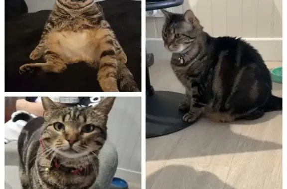 Chat perdu, Miramont-de-Guyenne, photo: Chatte Minouche disparue à Miramont-de-Guyenne