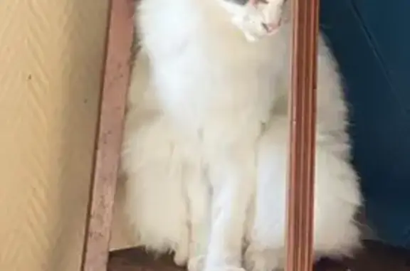 Chatte blanche perdue à Saint-Sauveur - photo