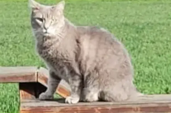 Animaux perdus Ménétrol, photo: Chatte grise disparue à Ménétrol